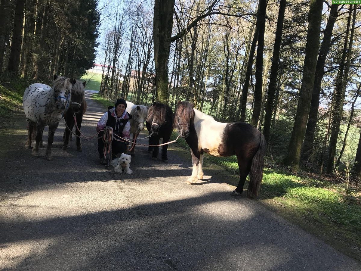 Bild 2: Ponyreitlager auf coolem Ponyhof mit ganz vielen Hoftieren