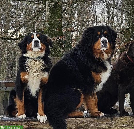 Berner Sennenhunde Nila & Lucky