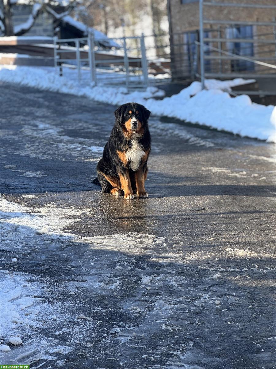 Bild 10: Berner Sennenhunde Nila & Lucky