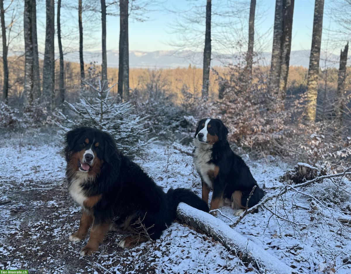 Bild 2: Berner Sennenhunde Nila & Lucky