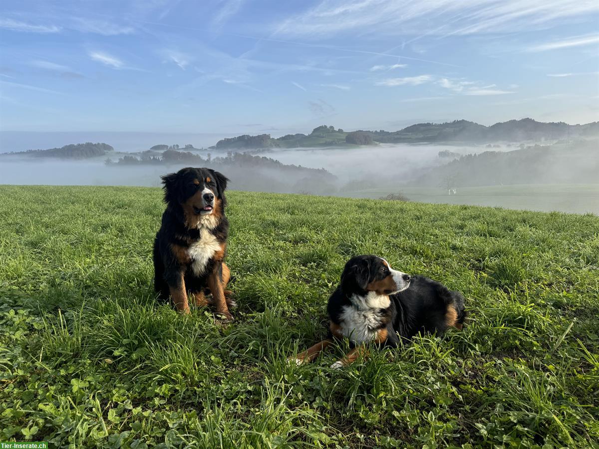 Bild 3: Berner Sennenhunde Nila & Lucky