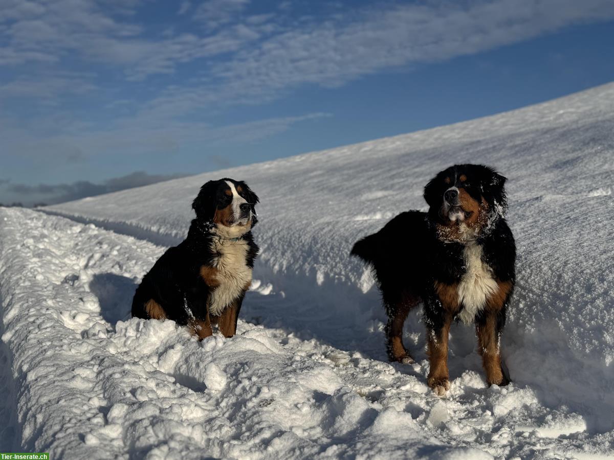 Bild 4: Berner Sennenhunde Nila & Lucky