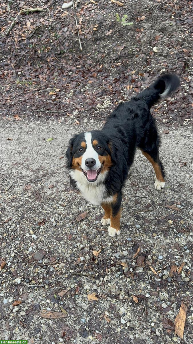 Bild 7: Berner Sennenhunde Nila & Lucky