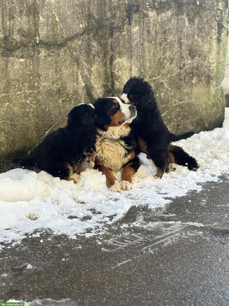 Bild 9: Berner Sennenhunde Nila & Lucky