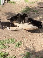 Border Collie x Labrador/Schäferhund Welpen