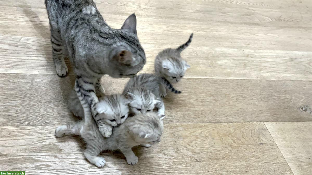 Bild 3: Reinrassige BKH Kitten zu verkaufen