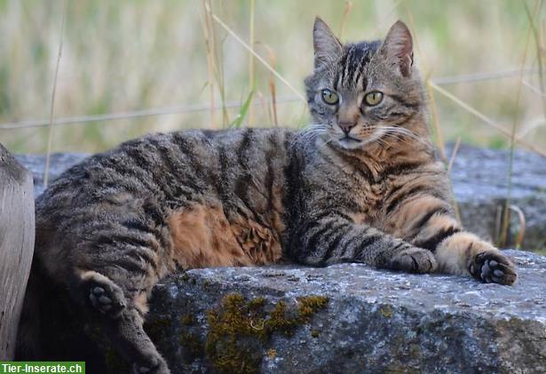 Bild 2: Kater Simba 10j. sucht Zuhause mit ländlichem Freigang