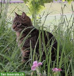 Bild 4: Kater Simba 10j. sucht Zuhause mit ländlichem Freigang