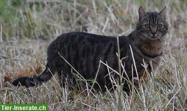 Bild 5: Kater Simba 10j. sucht Zuhause mit ländlichem Freigang