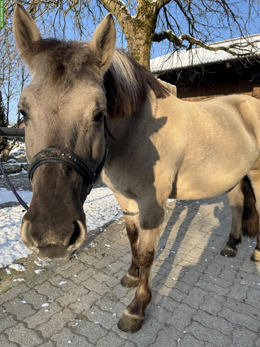 Bild 2: Konik polski Stute zu verkaufen