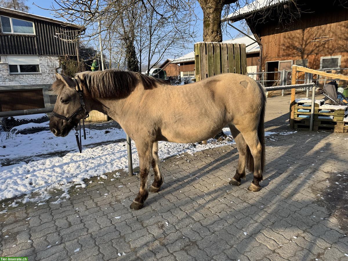 Bild 3: Konik polski Stute zu verkaufen