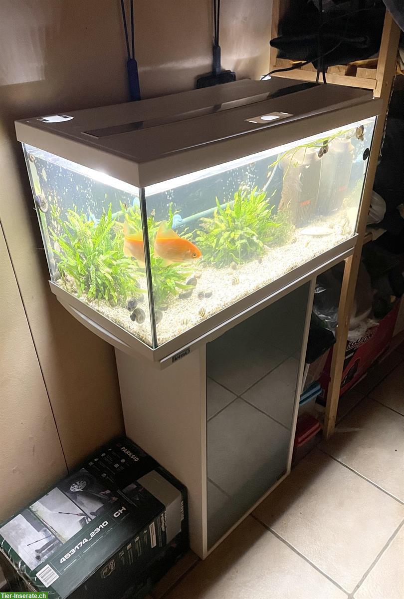 Eheim Becken Aquastar 54 mit Schrank, LED, Filter & Heizstab