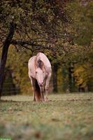 Biete Platz für einen Beisteller/ Pony in Offenstall