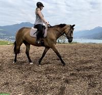 Suche Reitunterricht in Immensee, Kt Zug / Umgebung