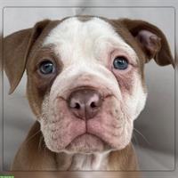 Old English Bulldog Welpen mit Stammbaum