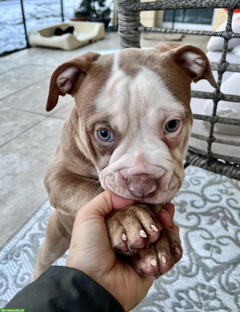 Bild 2: Old English Bulldog Welpen suchen neue Familien