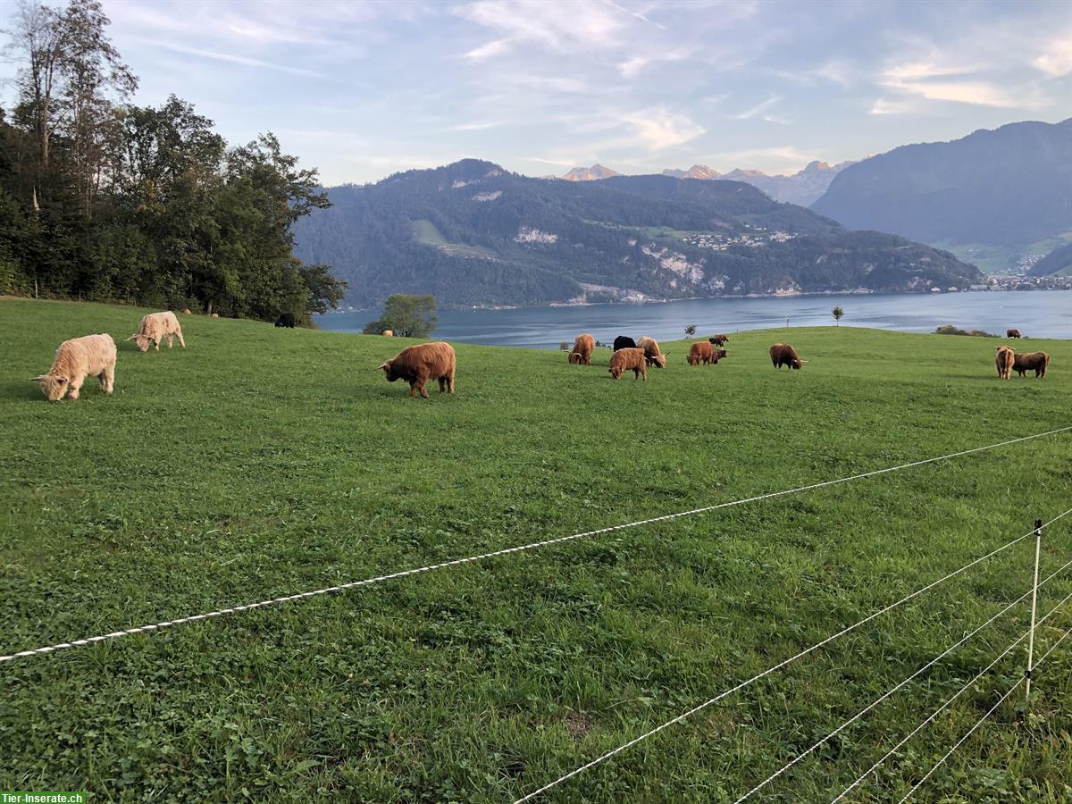 Sehr schöne Schottische Hochlandrinder vom Biohof