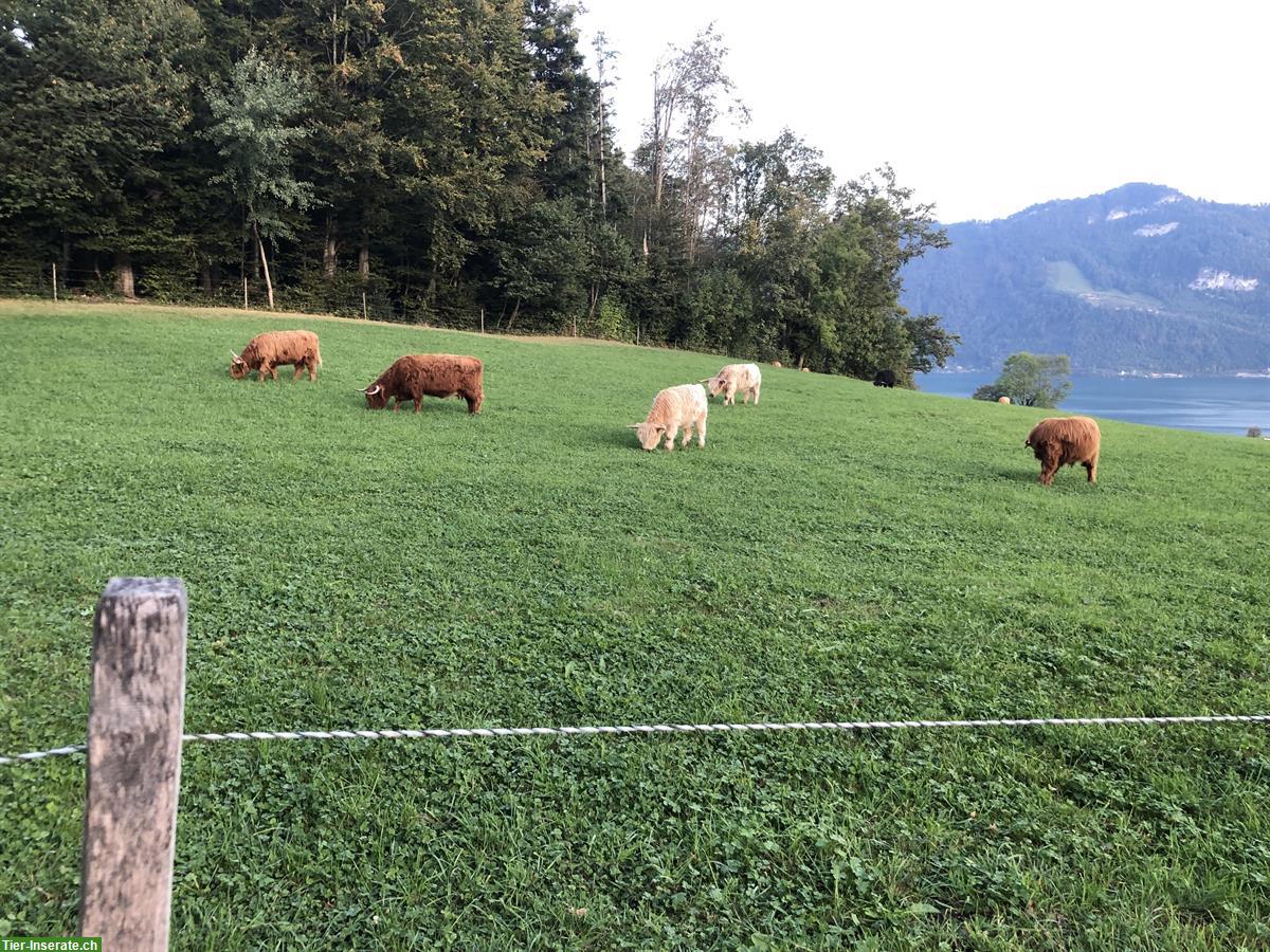 Bild 2: Sehr schöne Schottische Hochlandrinder vom Biohof