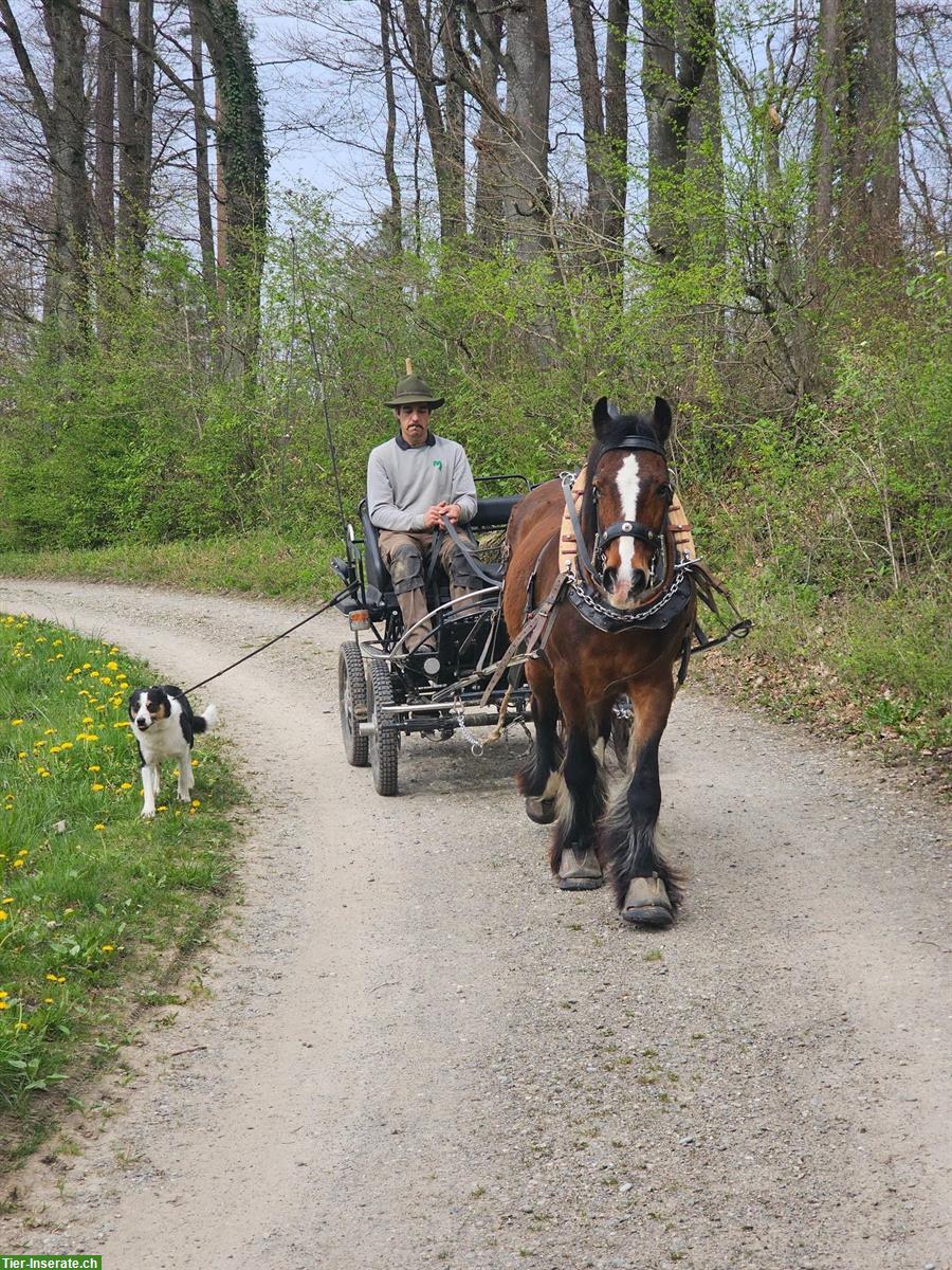 Bild 3: HL Marathon Kutsche 1- und 2-spännig