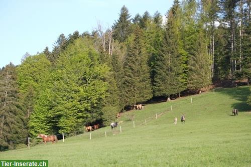 Bild 3: Pferdeboxen & Freilauf / Boxes et stabulations libres Tramelan BE