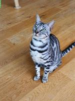 Silbrige 3-jährige Bengal Katze sucht neues Zuhause