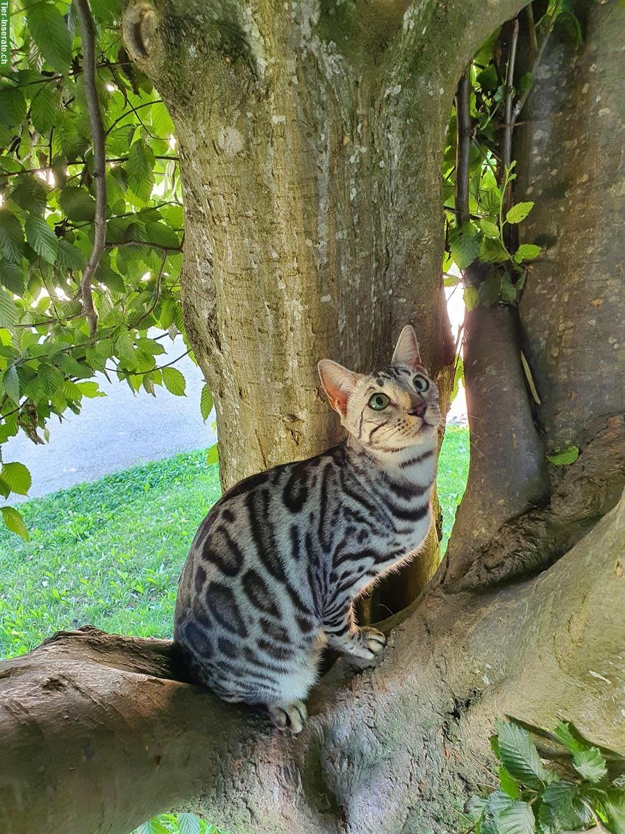 Bild 3: Silbrige 3-jährige Bengal Katze sucht neues Zuhause