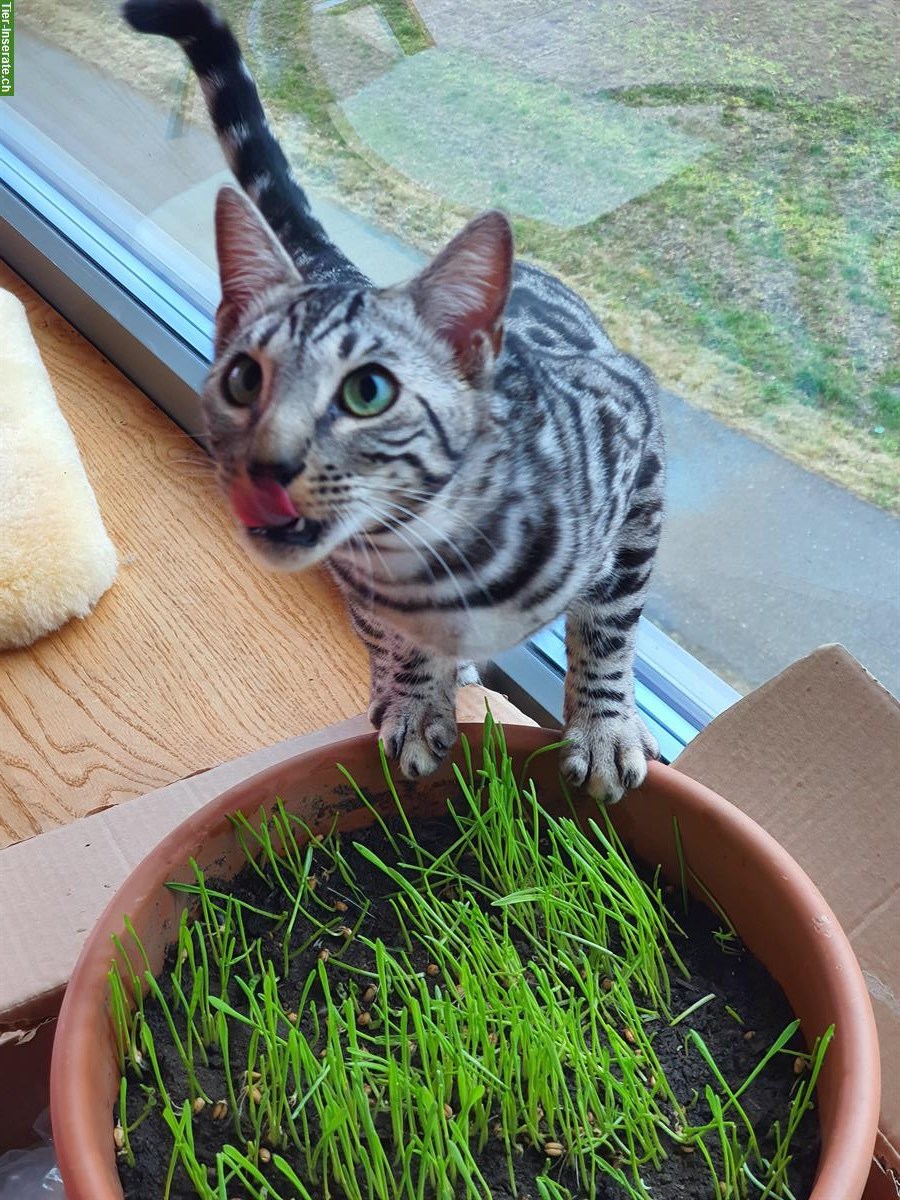 Bild 4: Silbrige 3-jährige Bengal Katze sucht neues Zuhause