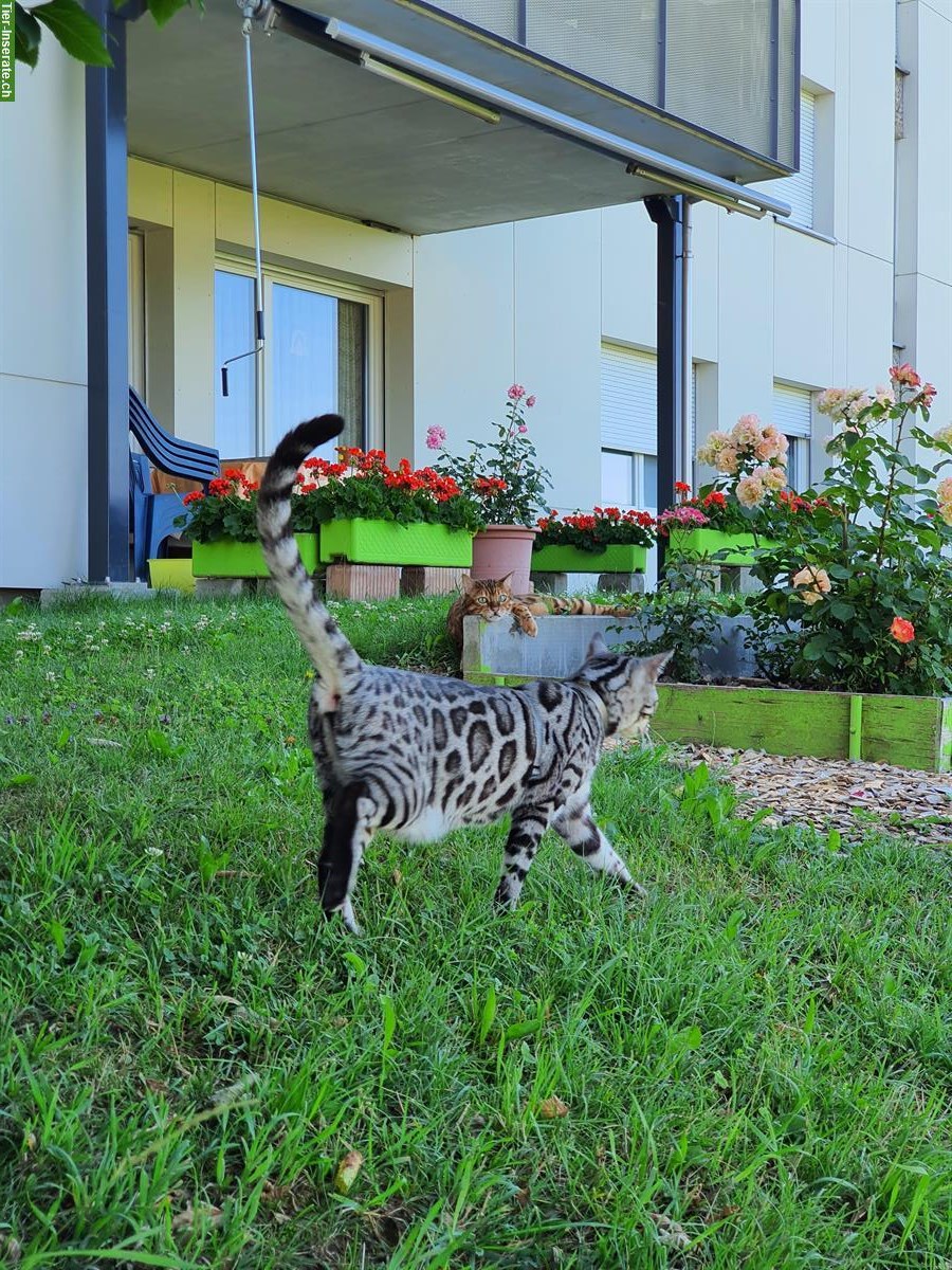 Bild 5: Silbrige 3-jährige Bengal Katze sucht neues Zuhause