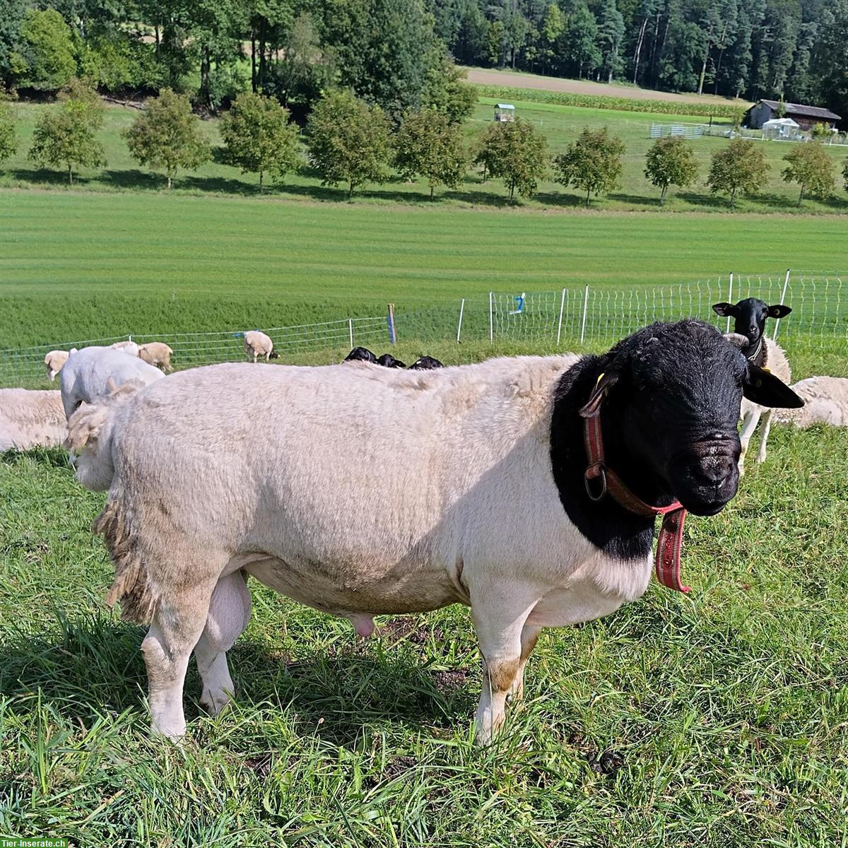 Bild 3: Dorper Jungwidder zu verkaufen