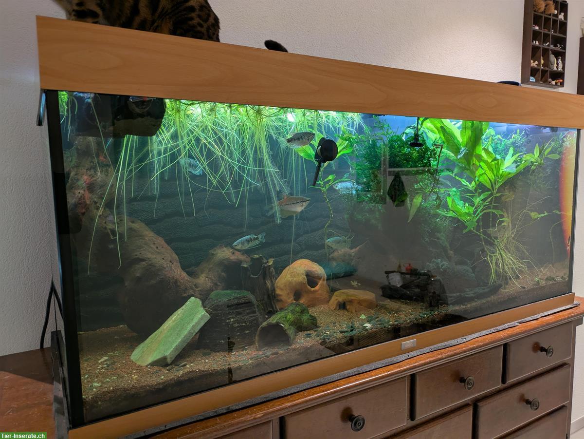 Bild 2: Süsswasser Aquarium 250L mit Fischen & Zubehör