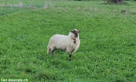 Zackelschaf Aue zu verkaufen