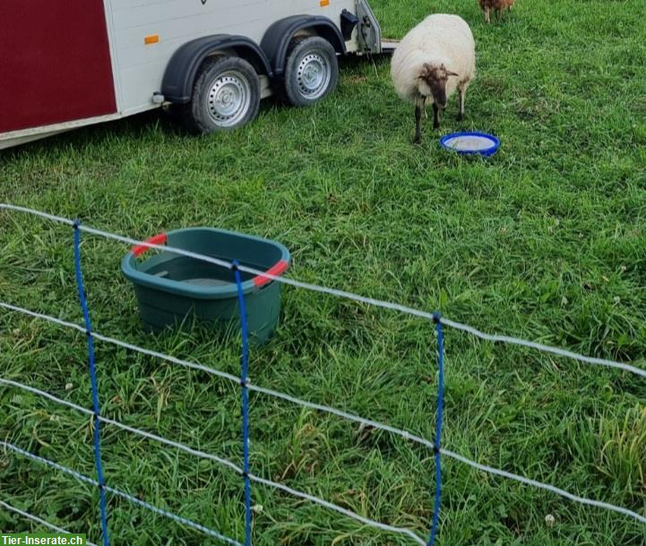 Bild 2: Zackelschaf Aue zu verkaufen