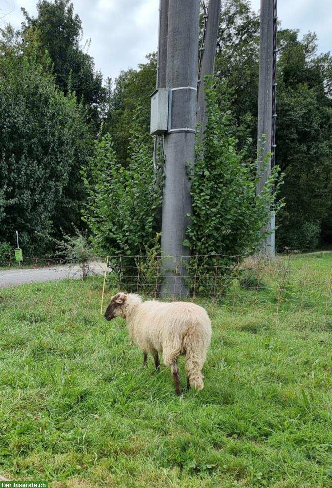 Bild 3: Zackelschaf Aue zu verkaufen