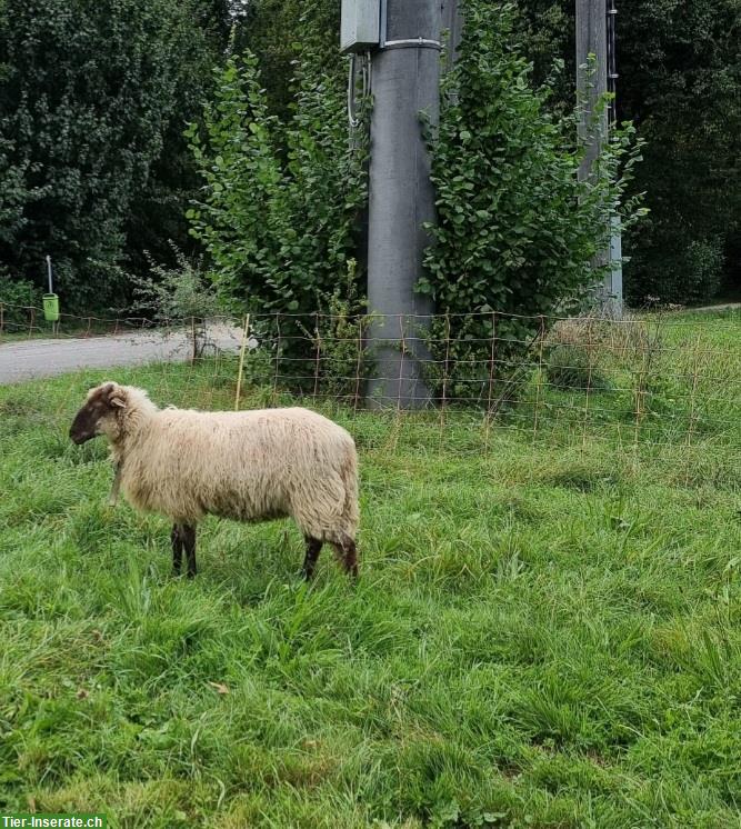 Bild 4: Zackelschaf Aue zu verkaufen