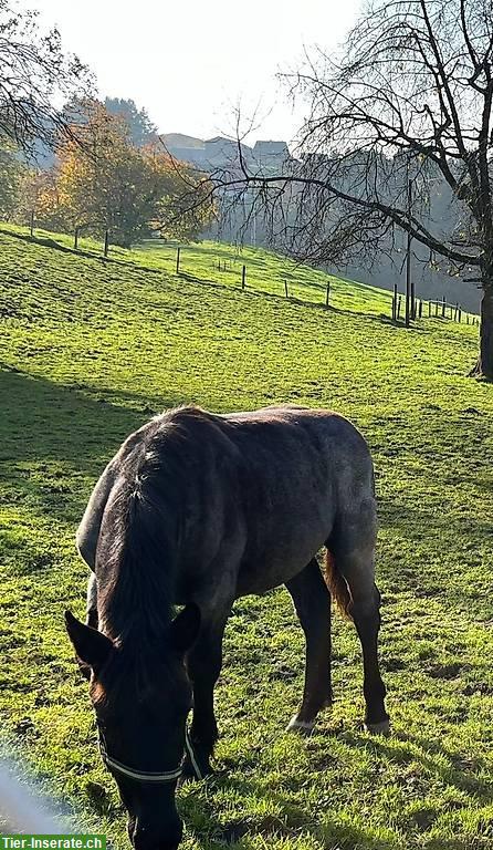 Bild 4: Bezauberndes Noriker Stutfohlen Blauschimmel