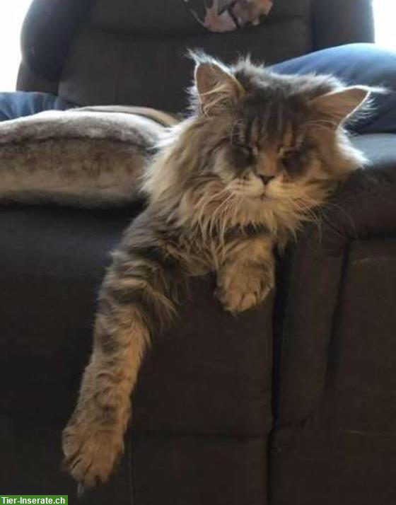 Maine Coon Deckkater