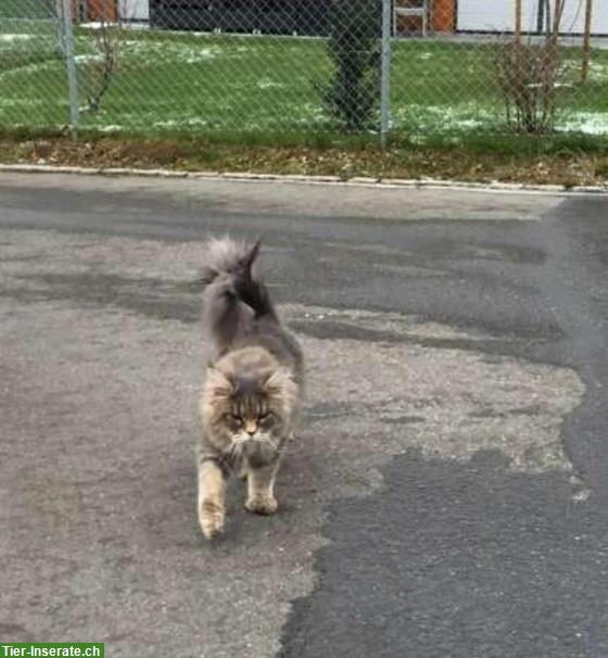 Bild 2: Maine Coon Deckkater