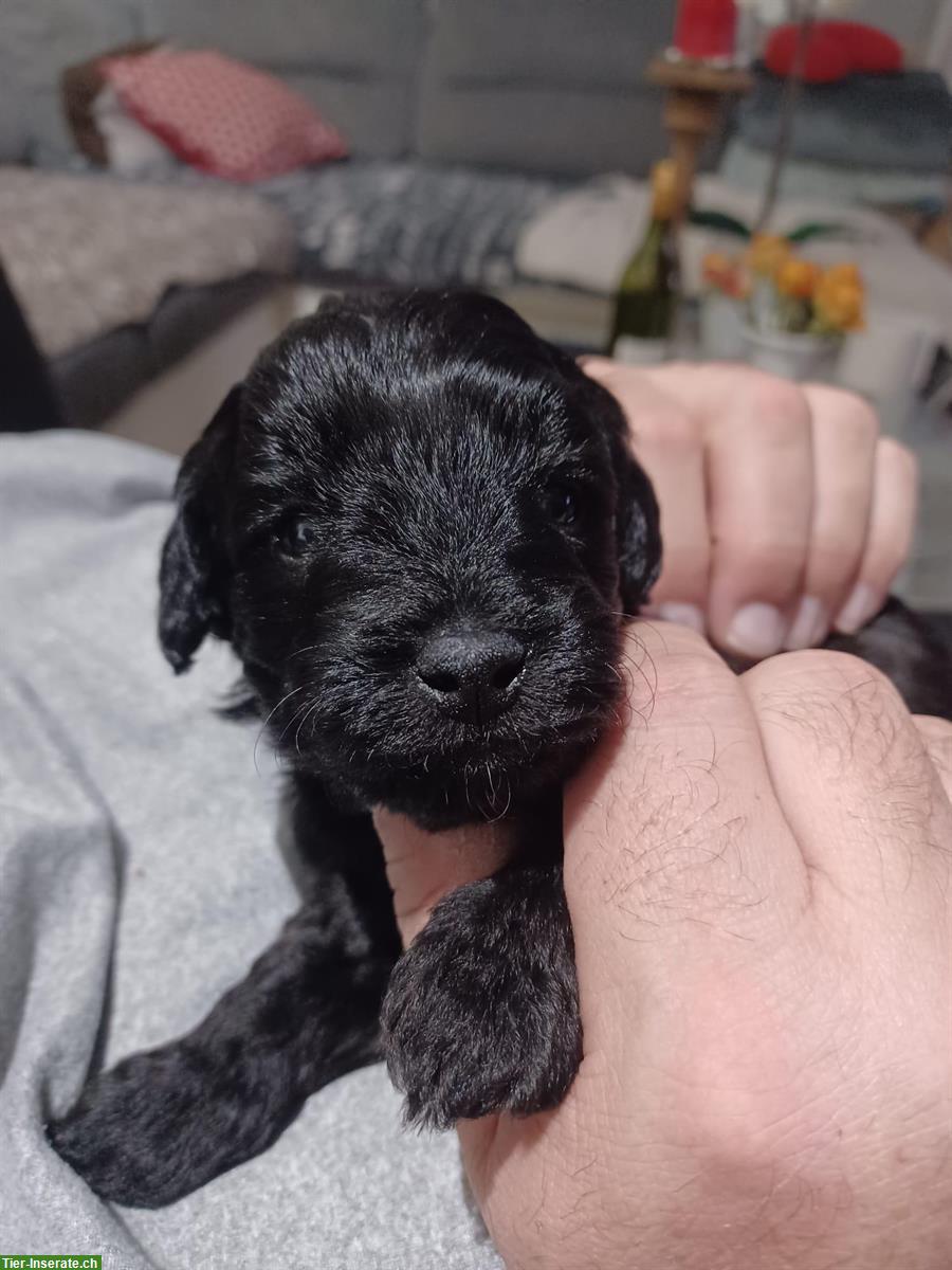 Maltipoo Welpe Rüde sucht ein Zuhause