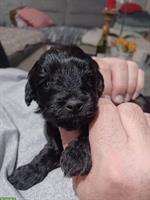 Maltipoo Welpe Rüde sucht ein Zuhause