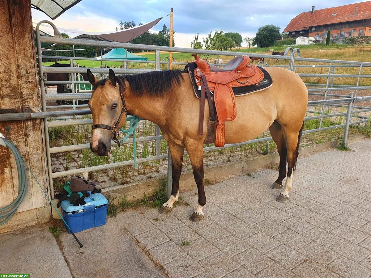 Reitbeteiligung für sehr liebe und ruhige Stute in Hellbühl LU