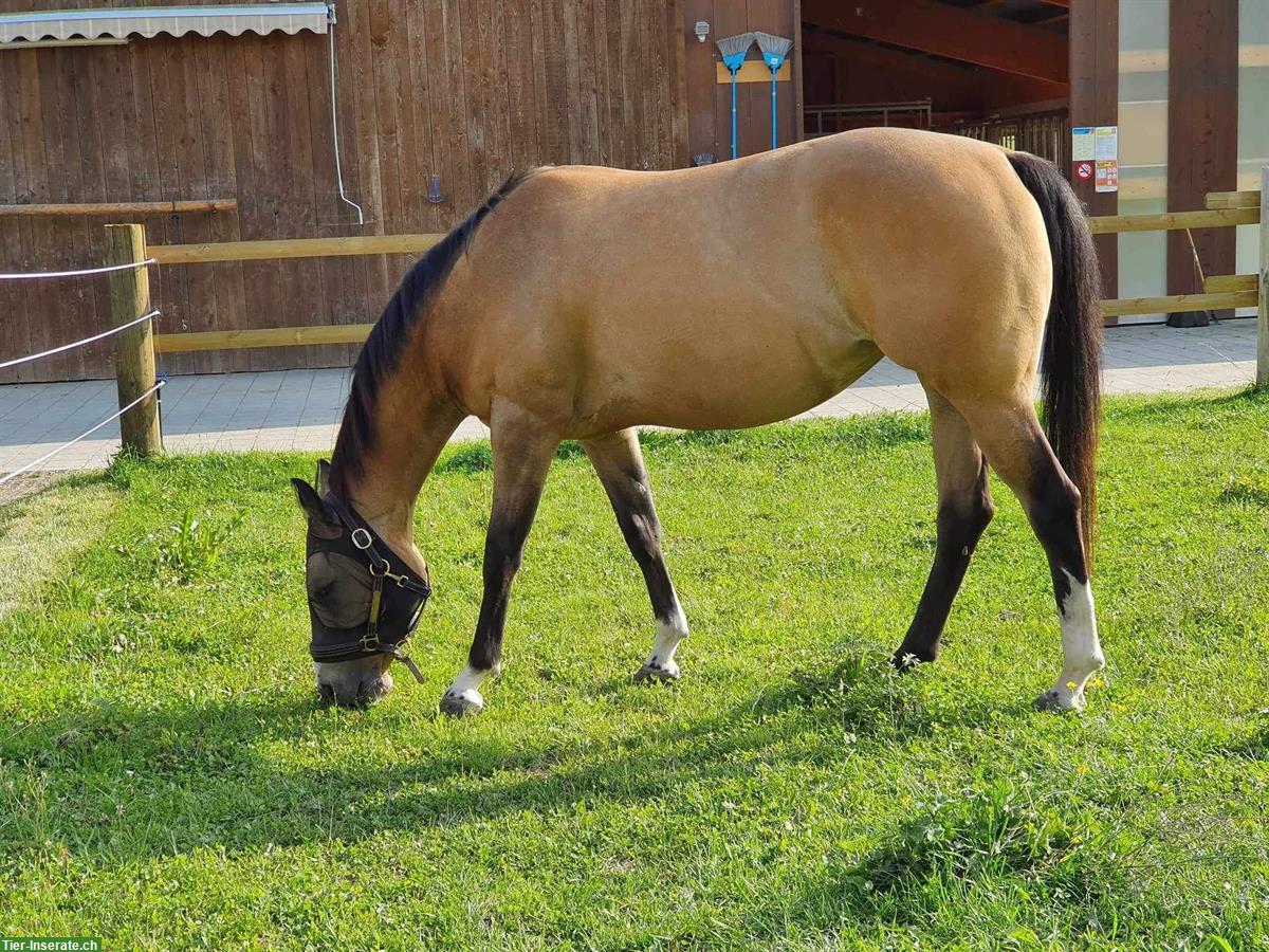 Bild 2: Reitbeteiligung für sehr liebe und ruhige Stute in Hellbühl LU