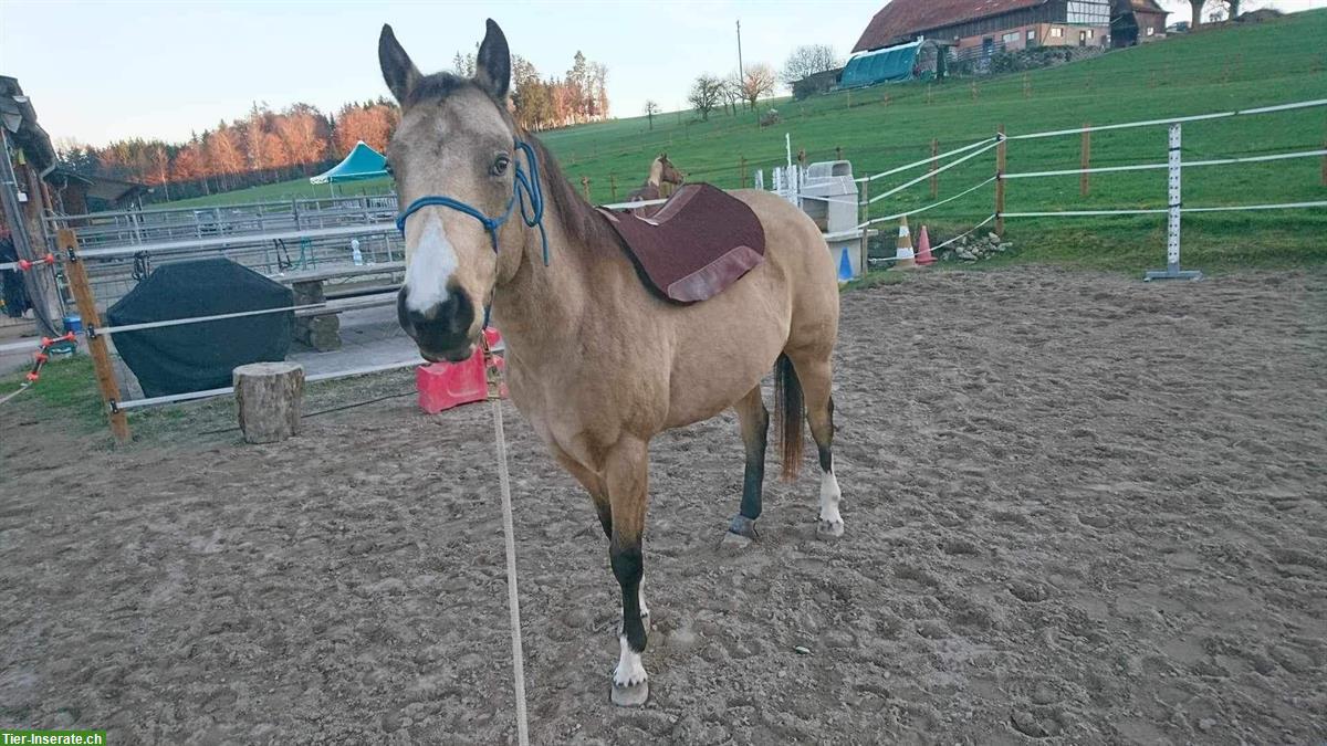 Bild 3: Reitbeteiligung für sehr liebe und ruhige Stute in Hellbühl LU