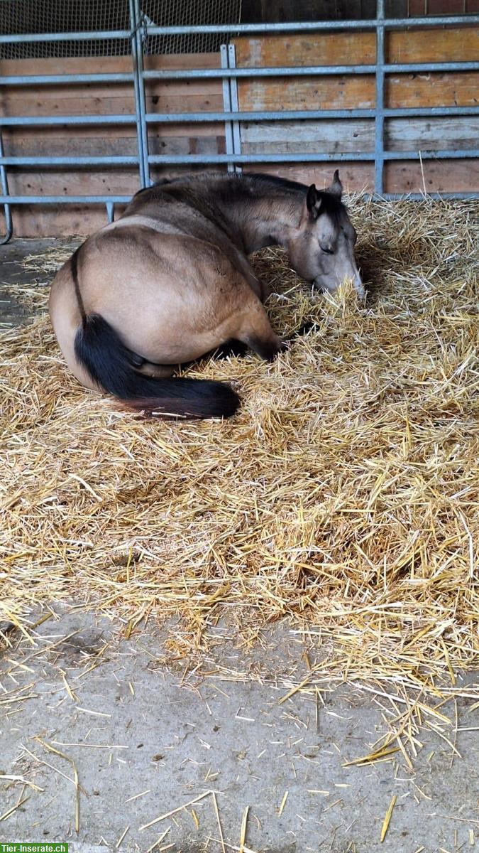 Bild 5: Reitbeteiligung für sehr liebe und ruhige Stute in Hellbühl LU