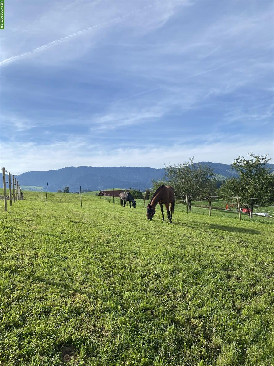 Top ausgestatteter Selbstversorgerstall in Schönenberg ZH