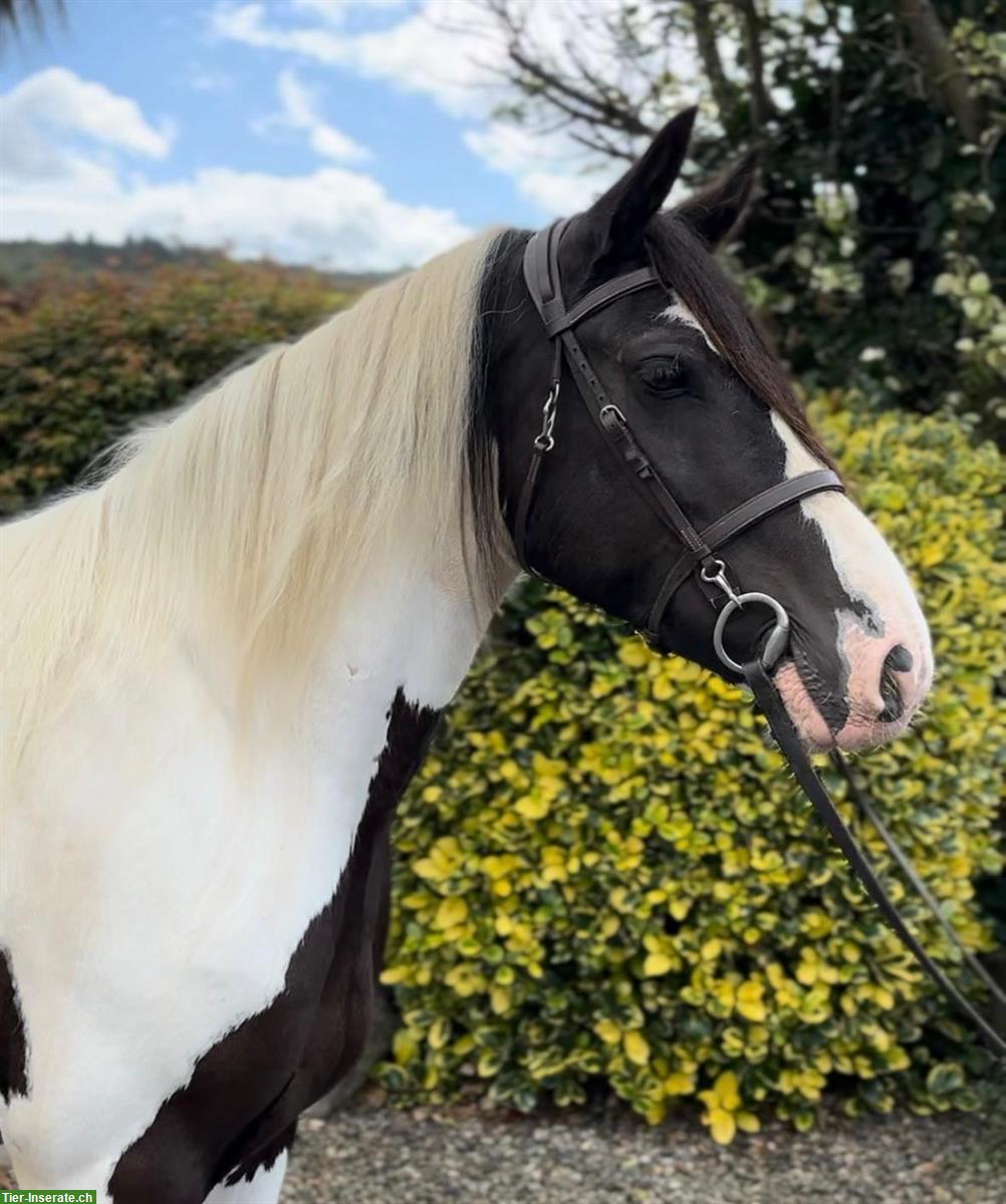 Irish Cob Stute Eileen sucht ein liebevolles Zuhause