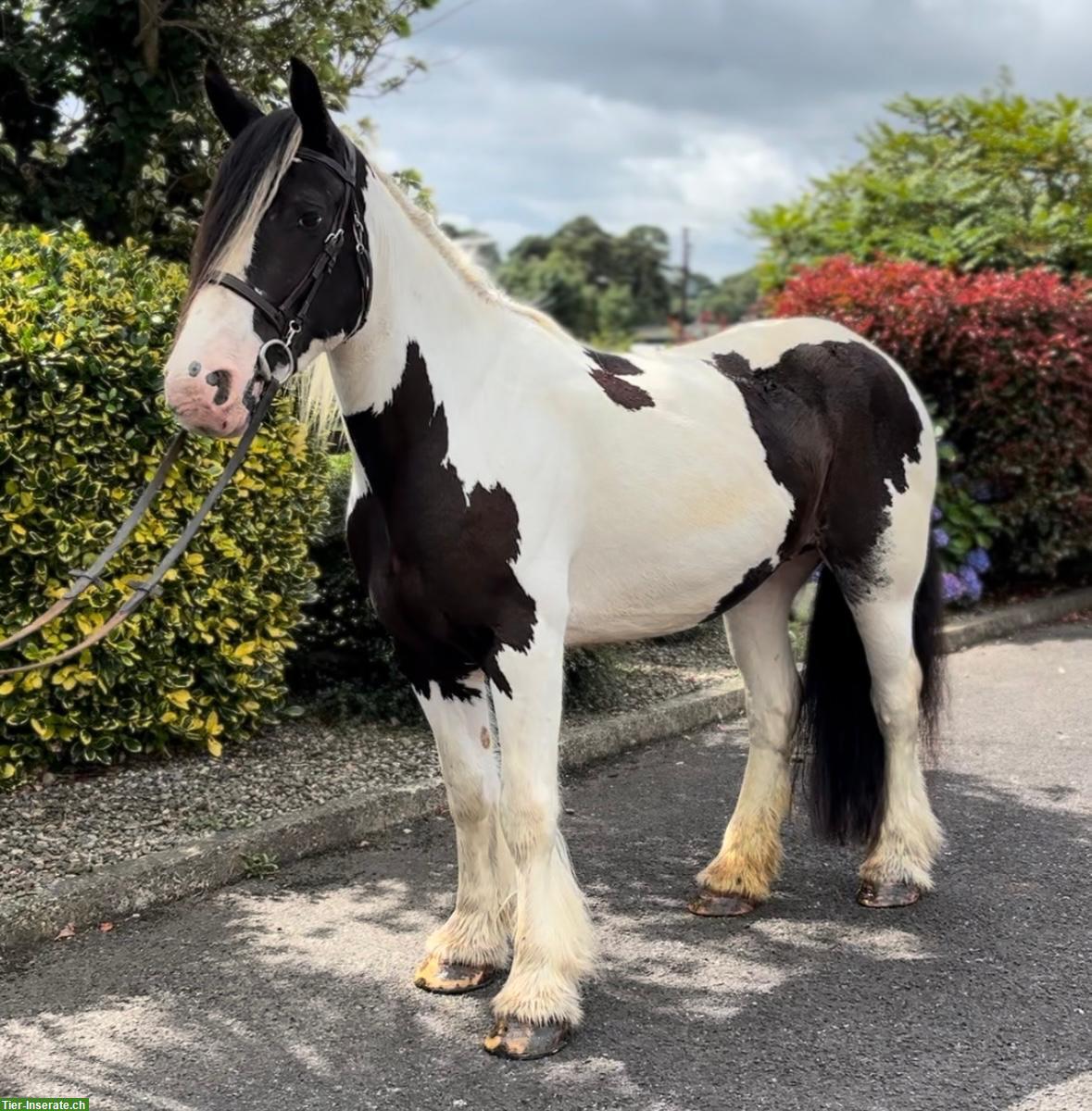 Bild 2: Irish Cob Stute Eileen sucht ein liebevolles Zuhause