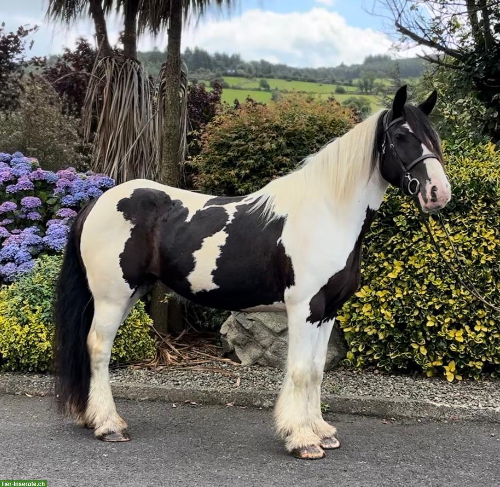 Bild 3: Irish Cob Stute Eileen sucht ein liebevolles Zuhause