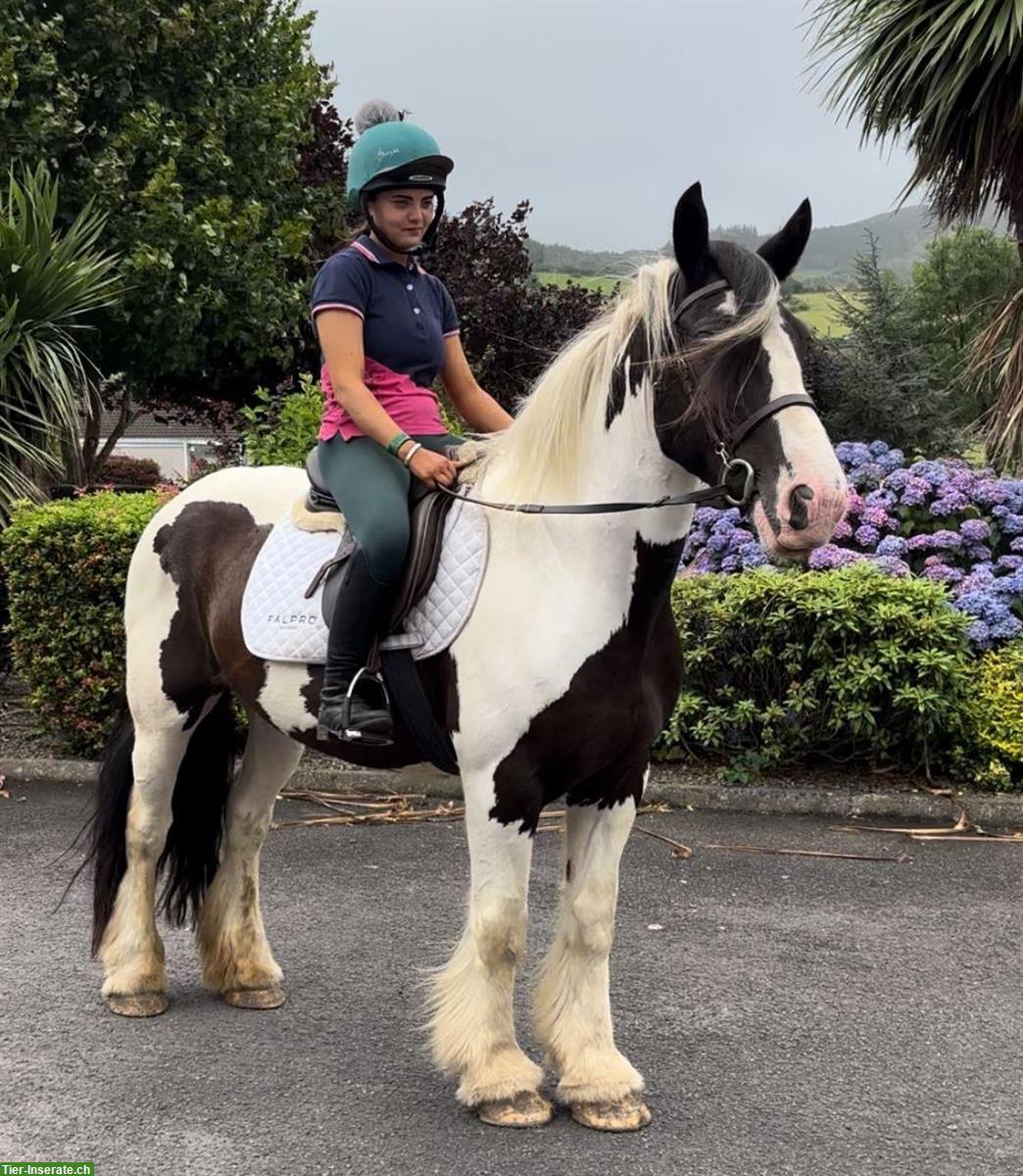 Bild 4: Irish Cob Stute Eileen sucht ein liebevolles Zuhause