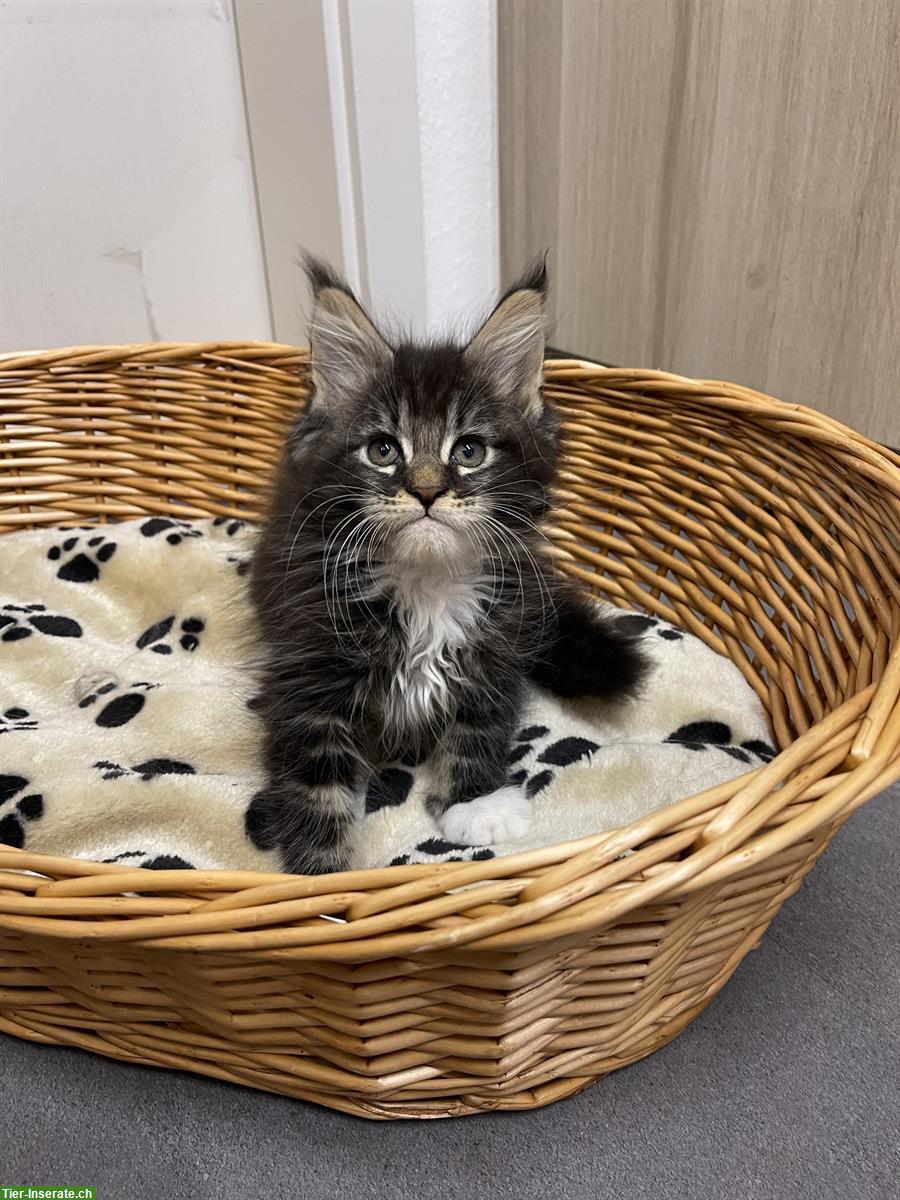 Maine Coon Kitten reinrassig mit Stammbaum