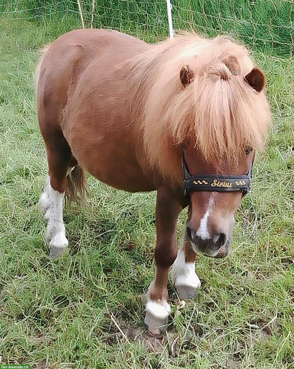 Bild 2: Reit-/Pflegebeteiligung für unsere beiden Ponys/Kleinpferd